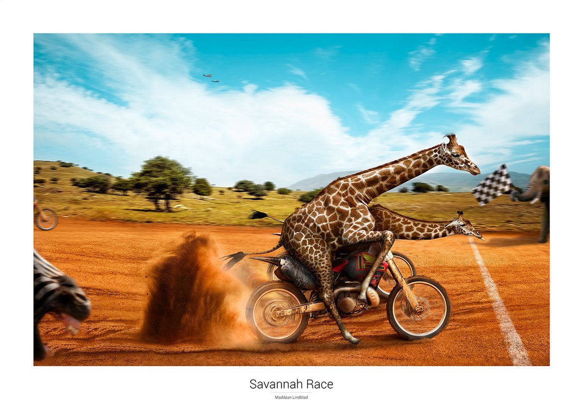 Savannah Race – poster 70 × 50 cm